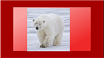 Polar 